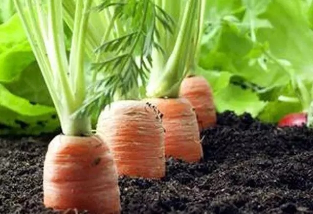有机直根类蔬菜病虫害的综合防治措施